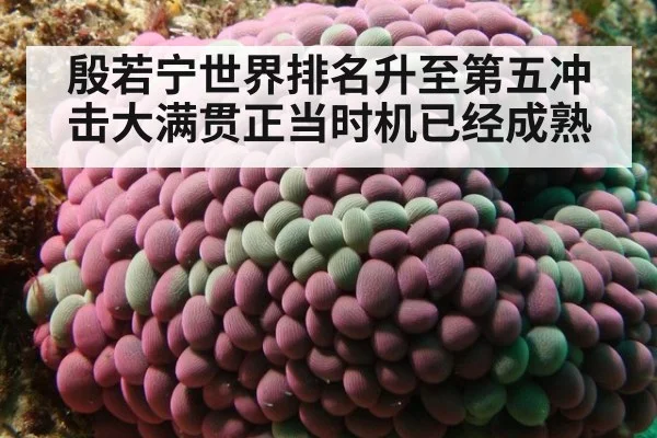 殷若宁世界排名升至第五冲击大满贯正当时机已经成熟
