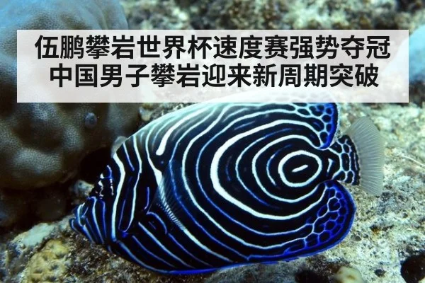 伍鹏攀岩世界杯速度赛强势夺冠 中国男子攀岩迎来新周期突破